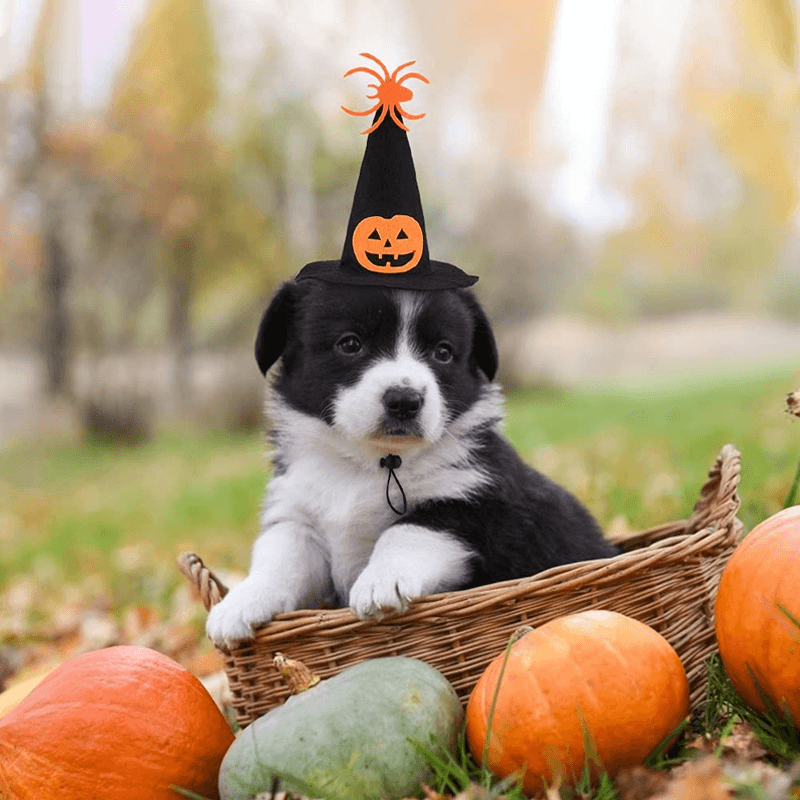 Halloween Cosplay Pet Hat and Scarf
