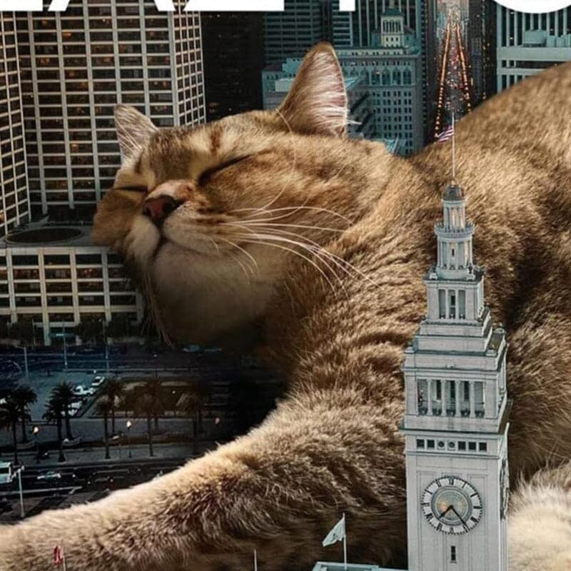 2024 Lazy Cats Calendar